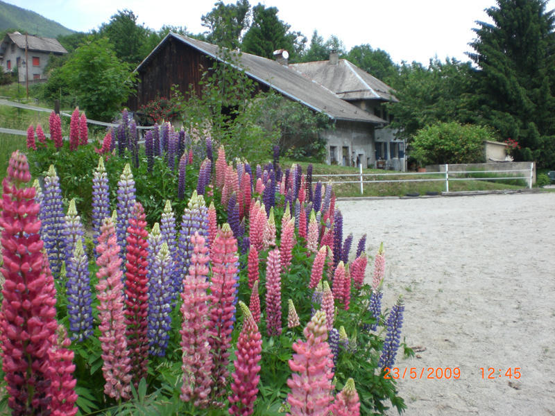 沙法涅庄园住宿加早餐旅馆 Saint-Léger 外观 照片